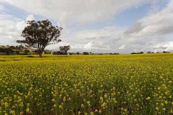 Canola (11)